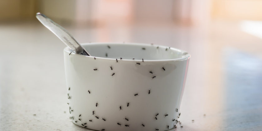 Akým spôsobom sa môžu dostať mravce do bytu?